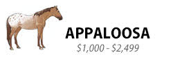 Appaloosa