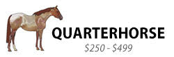 Quarterhorse