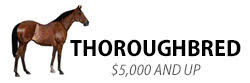 Thoroughbred